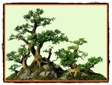 Cum se procura din natura un viitor bonsai